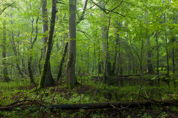 Obraz premium Old oak and hornbeams in late summer deciduous stand of Bialowieza Forest