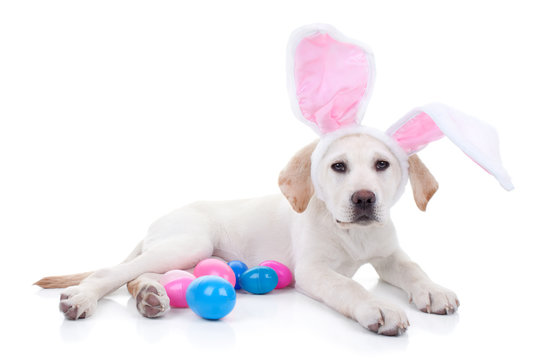 Easter bunny pet dog on Easter egg hunt