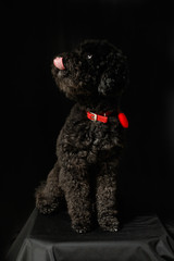 Black poodle with red necklace show tongue