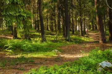 North scandinavian pine forest with path and stones, Sweden natural travel outdoors background