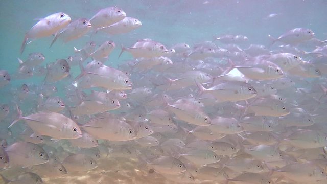 endless, large school of fish Bigeye trevally (Caranx sexfasciatus) swimming over a sandy bottom, Indian Ocean, Hikkaduwa, Sri Lanka, South Asia
