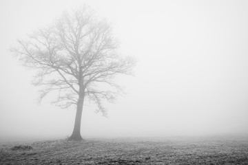 albero nella nebbia