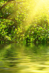 Sunny young green spring  leaves, natural eco background with water reflection