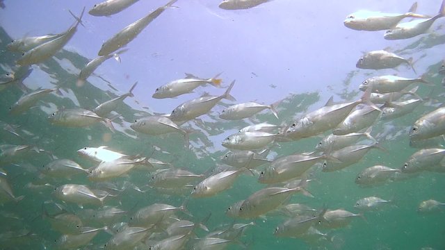 endless, large school of fish Bigeye trevally (Caranx sexfasciatus) swimming under water surface (Bottom View), Indian Ocean, Hikkaduwa, Sri Lanka, South Asia
