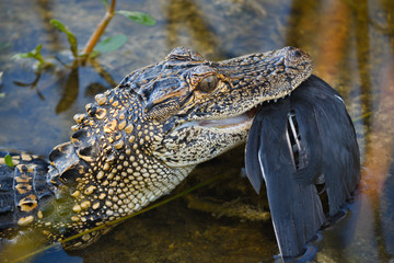 Young American Alligator eating a Common Gallinule