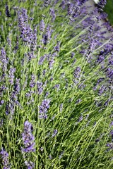 Blue lavender in summer