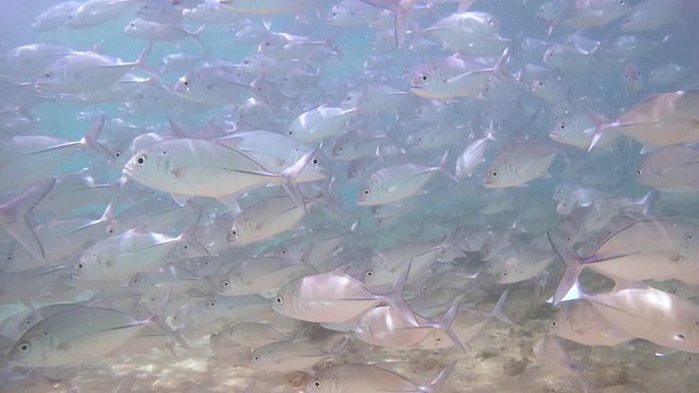 Large, endless school of fish Bigeye trevally (Caranx sexfasciatus) , Indian Ocean, Hikkaduwa, Sri Lanka, South Asia
