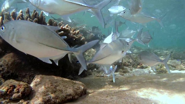 A large school of fish Bigeye trevally (Caranx sexfasciatus) suitable for cleaning station, Indian Ocean, Hikkaduwa, Sri Lanka, South Asia
