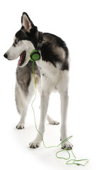 Siberian Husky in headphones, isolated on white