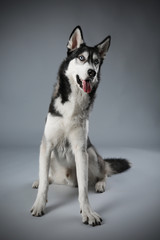 Young Husky sitting on grey background