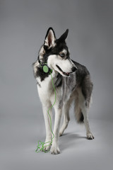 Young Husky in headphones on grey background