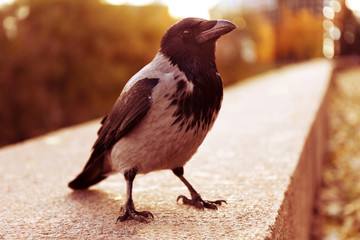 Crow in a park, closeup