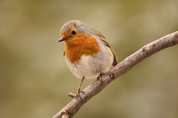 Robin photographed horizontally