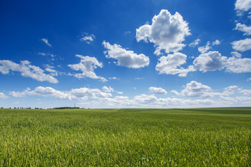 Wheat field. Green grass and blue sky with clouds