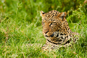 Female leopard portrait