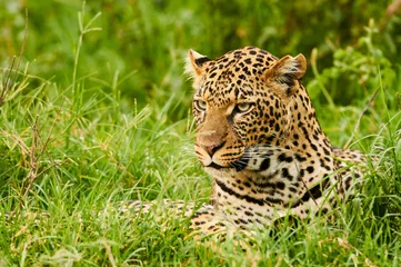 Fotobehang Female leopard portrait © lucaar