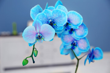 The blossoming branch of a blue orchid, close up