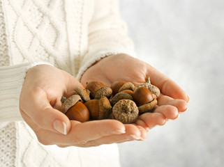 Pile of acorns in woman hands, closeup