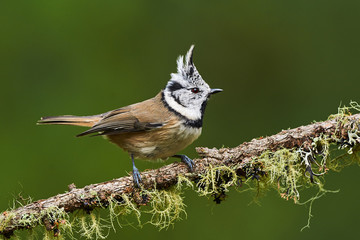 Crested tit