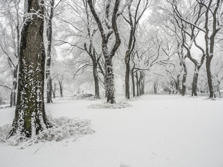 Fototapeta na wymiar Central Park, New York City snow storm