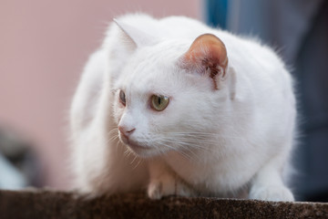 White Cat different colored eyes