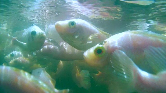 A large school of fish Mozambique tilapia (Oreochromis mossambicus) to clean the feet in the river, Hikkaduwa, Sri Lanka, South Asia
