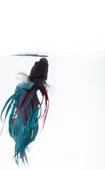 Betta fish, siamese fighting fish, betta splendens isolated on w