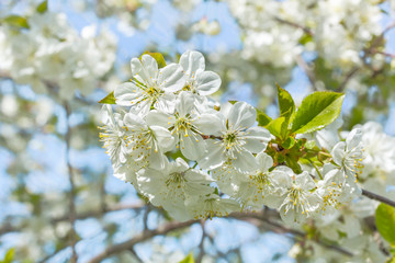 Blossoming branch of a cherry tree in the orchard