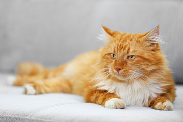 Fluffy red cat lying on a sofa