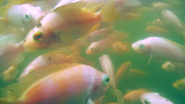 A large school of fish Mozambique tilapia (Oreochromis mossambicus) in a river, Hikkaduwa, Sri Lanka, South Asia
