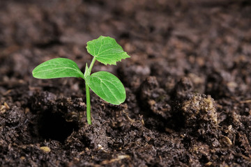 small green seedling in the ground