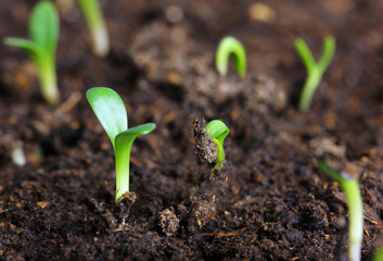 small green seedling