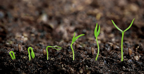 Plants growing from soil - Plant progress