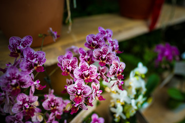 Obraz na płótnie Canvas Phalaenopsis, orchids, flowers. Okinawa, Japan, Asia.