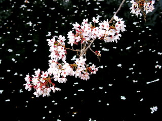 放水路に散り始めた桜 © smtd3
