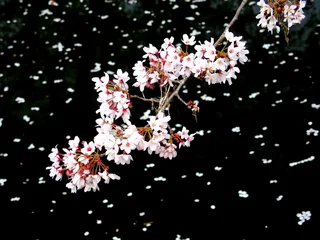 Deurstickers 放水路に散り始めた桜 © smtd3