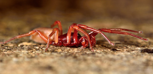 Woodlouse spider (Dysdera crocata) stretched out. A specialist woodlouse hunter in the family Dysderidae
