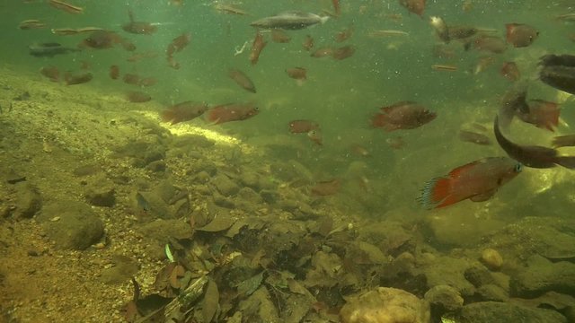 school of fish Striped rasbora (Rasbora daniconius) and combtail (Belontia signata) - endemic to Sri Lanka, Sinharaja, Sri Lanka, South Asia
