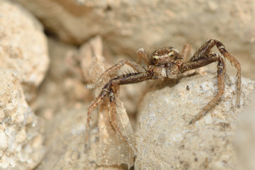 Xysticus cristatus crab spider amongst stones. A male spider in the family Thomisidae, with six eyes visible whilst hunting amongst limestone
