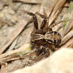 Xysticus cristatus crab spider from above. A male spider in the family Thomisidae, seen from above whilst hunting amongst low vegetation
