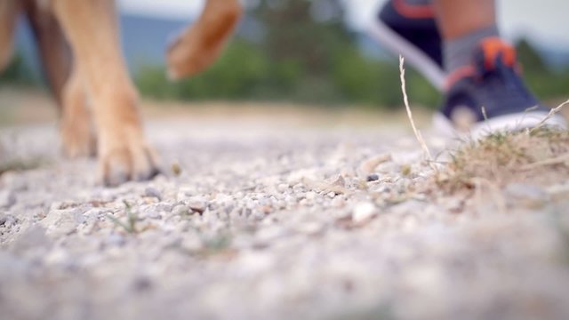 Detail of german shepherd paws running and owner legs