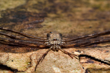 Dicranopalpis ramosus harvestman spider. An adventive animal to Britain, in the order Opiliones, family Phalangiidae, showing distinctive palps
