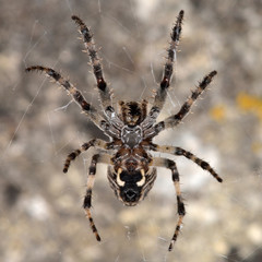 Larinioides sclopetarius spider underside with epigyne.An orb-weaver in the family Araneidae with distinctive female reproductive opening visible
