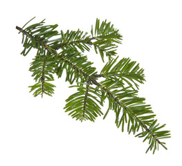 Fir branch, isolated on white