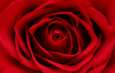 Macro View of a Rose
