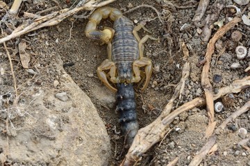 Common yellow scorpion (Buthus occitanus) with prey. A scorpion in the family Buthidae, eating a grub in hills around 15km from Baku, capital city of Azerbaijan
