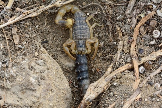 Common yellow scorpion (Buthus occitanus) with prey. A scorpion in the family Buthidae, eating a grub in hills around 15km from Baku, capital city of Azerbaijan
