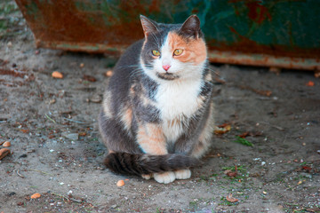 Stray cat portrait sitting on ground looking at camera