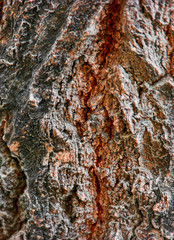 Texture of tree bark closeup.