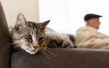 Pretty tabby cat © Fotoluminate LLC